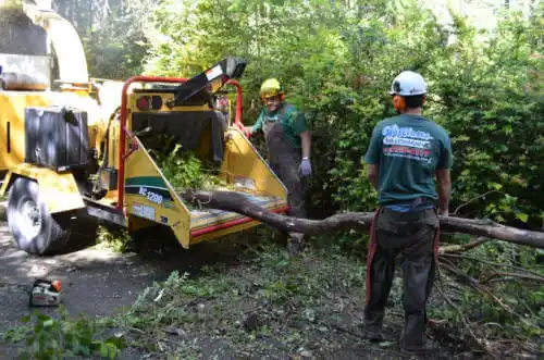 tree services Bluffton